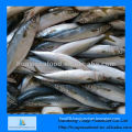 frozen horse mackerel price